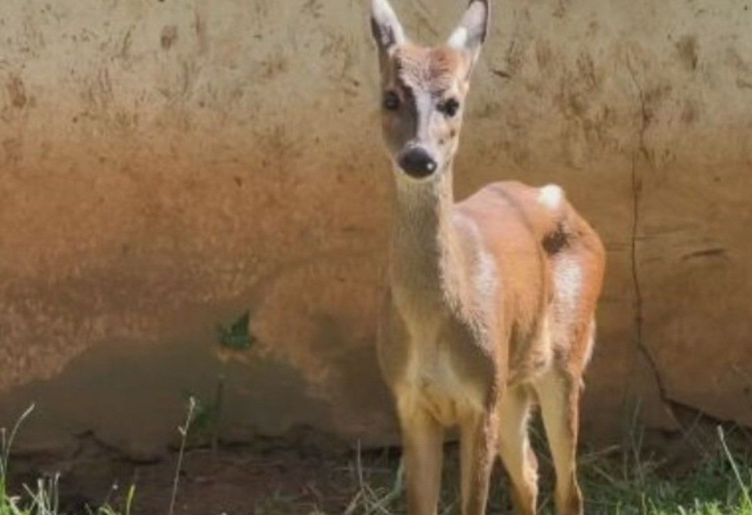 Gatos do mato, veados e até cobras também estão entre as espécies que já foram resgatadas.