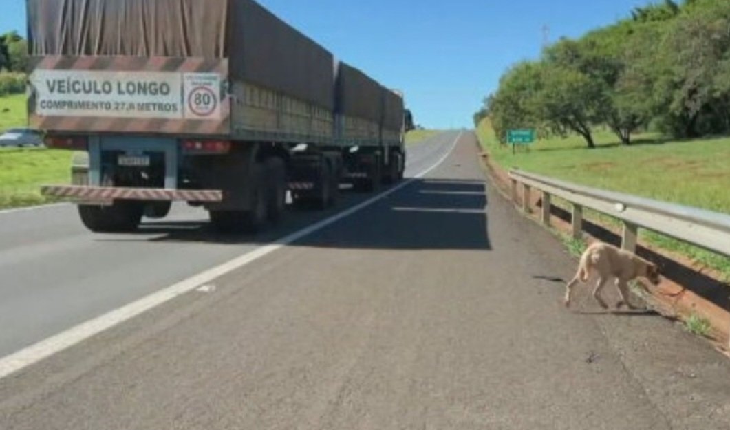Em caso de atropelamento, o correto é parar no acostamento e chamar por socorro. Em hipótese alguma a pessoa deve tocar no animal.  