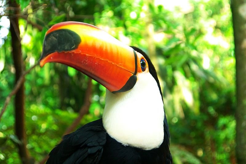 A seguir, conheÃ§a alguns dos animais com bicos extraordinÃ¡rios do planeta. Alguns sÃ£o mais discretos, mas tÃªm uma potÃªncia 
admirÃ¡vel. Outros sÃ£o bem chamativos. E existe atÃ© bico curvado, que poucas pessoas jÃ¡ viram. Confira. 