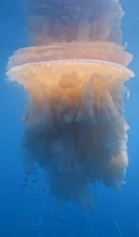 Água-viva gigantesca e rara surpreende no litoral do Brasil Água-viva gigantesca e rara surpreende no litoral do Brasil