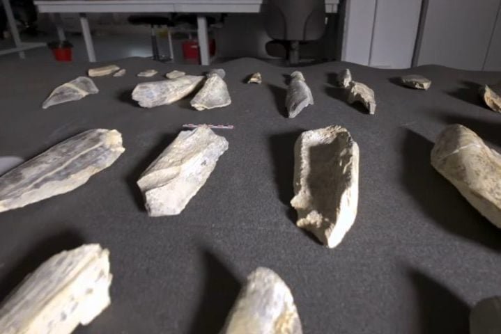 A descoberta sugere avanços cognitivos e técnicos, já que esses hominídeos adaptaram conhecimentos de trabalho com pedras para manipular ossos.