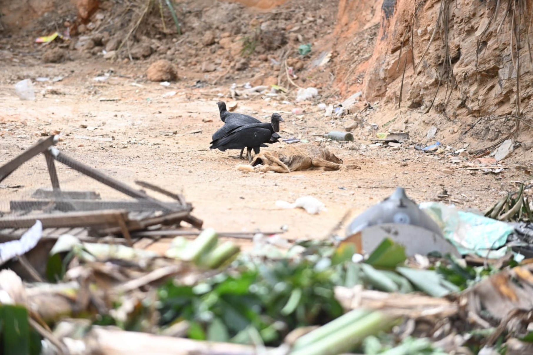 Cachorro morto é encontrado na Estrada do Sanatório Cachorro morto encontrado na Estrada do Sanatório
