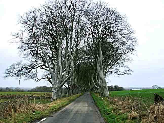 The Dark Hedges- Um dos principais pontos turísticos da Irlanda do Norte. Forma um túnel natural com mais de 150 faias (espécie comum na Europa Central) entrelaçadas, há mais de 300 anos. Foi cenário da famosa série "Game of Thrones". 