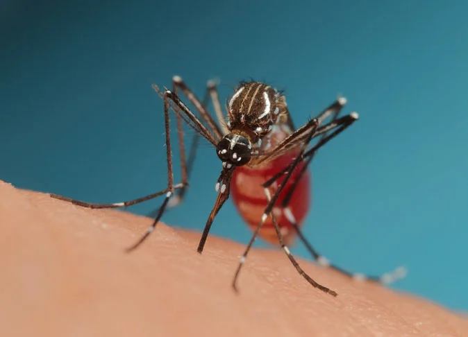 De olho nos criadouros - Aqui a dica inclui o Aedes aegypti, transmissor de doenças como febre amarela, dengue, zika vírus e febre chikungunya. 
