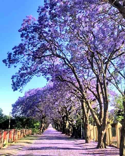 A época ideal para conhecer essa beleza natural é mesmo na primavera, quando os jacarandás produzem vagens com sementes e florescem, dando um colorido exótico ao ambiente. 