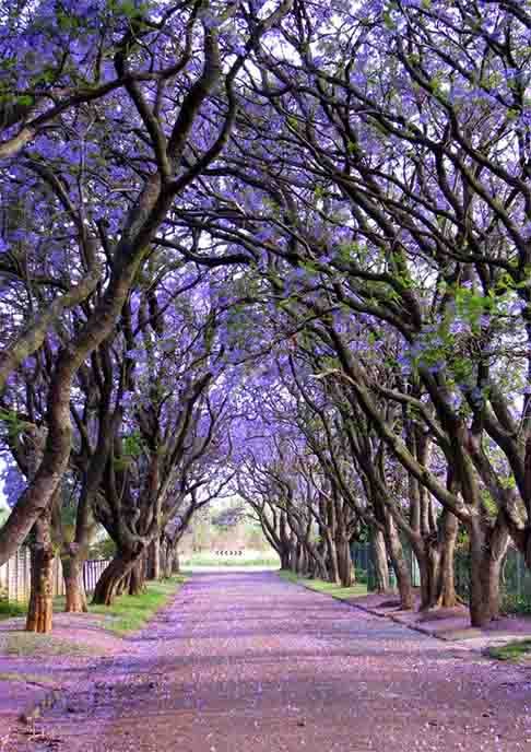 Jacarandá- Comum no paisagismo da África do Sul, com flores roxas vibrantes. Nativa da América do Sul, essa espécie ornamental foi importada e tornou-se popular em Pretória, uma das três capitais sul-africanas, sede do Poder Executivo. Na primavera, são tantas florescendo que o lugar leva o apelido de "Cidade dos Jacarandás". 