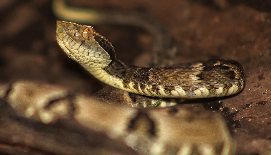 Chame os bombeiros. Se possível, tente identificar a serpente (pode ser por foto) para que os especialistas possam definir o soro ideal a ser aplicado. 