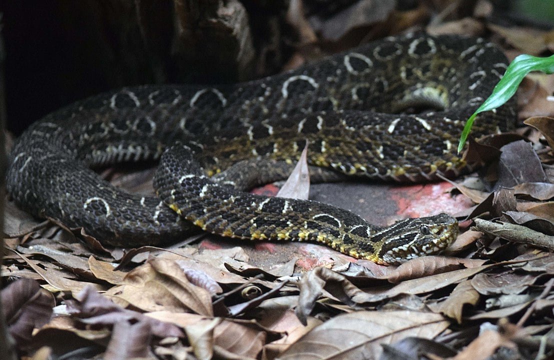 Jararaca-Cruzeira - Encontrada em Bahia, Goiás, Minas Gerais, Rio de Janeiro, São Paulo, Paraná, Santa Catarina e Rio Grande do Sul. 