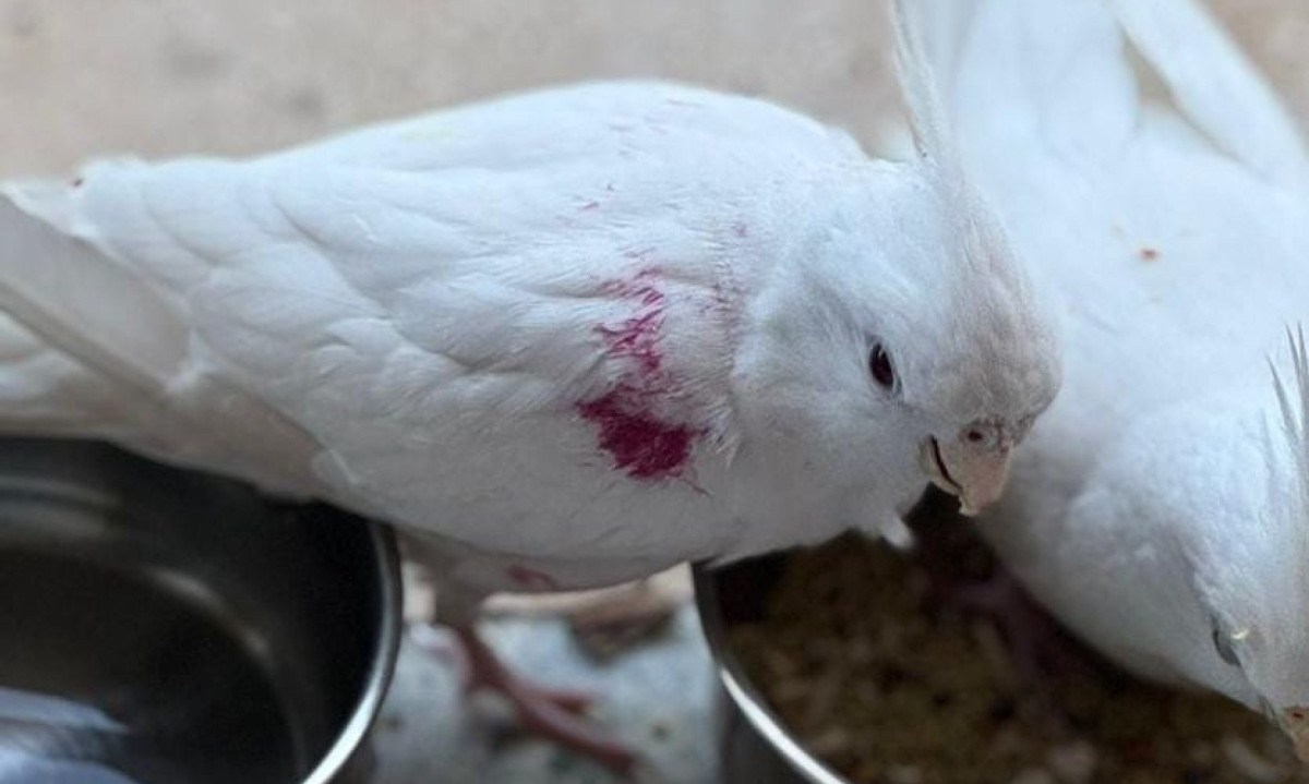 A calopsita Amora fugiu na manh&atilde; dessa segunda-feira (5/5) de um apartamento na Savassi. Ela tem uma manchinha rosa na asa e est&aacute; sendo procurada pelos donos -  (crédito: Arquivo pessoal)