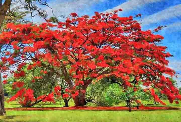 No Brasil, desponta pelas flores de cores vibrantes que contrastam com as folhas verdes. HÃ¡ trÃªs variaÃ§Ãµes: amarela, vermelha e roxa. Conhecida como "Ã¡rvore-do-fogo", atrai pÃ¡ssaros e borboletas. Seus frutos sÃ£o vagens com sementes.