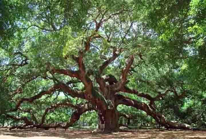 Carvalho- Os carvalhos na ilha de John, nos EUA, sÃ£o mais do que testemunhas do tempo, sÃ£o guardiÃµes da histÃ³ria da Carolina do Sul, sendo sÃ­mbolos que resistiram ao tempo.