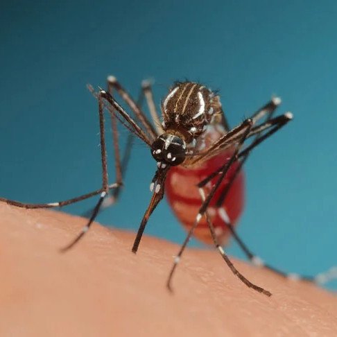 Confundida com dengue, febre amarela já causou 3 mortes em SP este ano - Nicolas HENON - Flickr