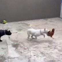 Influenciador é preso na Grande BH por maus-tratos a cães - Reprodução/Redes sociais