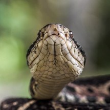 Quais são e onde vivem as cobras mais venenosas do Brasil - Rafael Menegucci wikimedia commons 