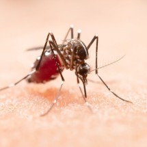 Dengue em números: Brasil já ultrapassou 1 milhão de casos em 2025 - jcomp/ FreePik
