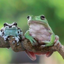 Como evitar sapos e rãs em casa: saiba o que os atrai e como afastá-los - Freepik
