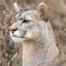 Imagine o susto! Puma ‘encara’ fotógrafo brasileiro no Chile - Divulgação/Marcello Cavalcanti