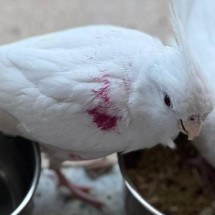 Procuram-se calopsita e dono: família busca ave que fugiu e acha outra - Arquivo pessoal
