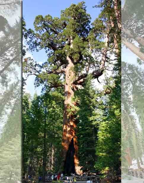 Seus frutos são conhecidos como cones, por necessitarem de muita água. Geralmente são encontradas perto de lagos e riachos. Os esquilos são seus principais disseminadores e, por serem ativos o ano todo, espalham sementes quando o cone é comido.