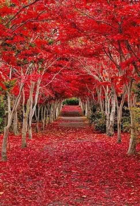 Maple Túnel- Localizado no Oregon- Estados Unidos, além de possuir estética encantadora, destoa pela presença dos bordos, que é símbolos não apenas do Oregon, mas também do Canadá e de muitas outras regiões.