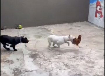 Vídeo dos animais se alimentando das galinhas foi publicado para mais de 800 mil seguidores nas redes sociais -  (crédito: Reprodução/Redes sociais)