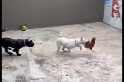 Vídeo dos animais se alimentando das galinhas foi publicado para mais de 800 mil seguidores nas redes sociais -  (crédito: Reprodução/Redes sociais)