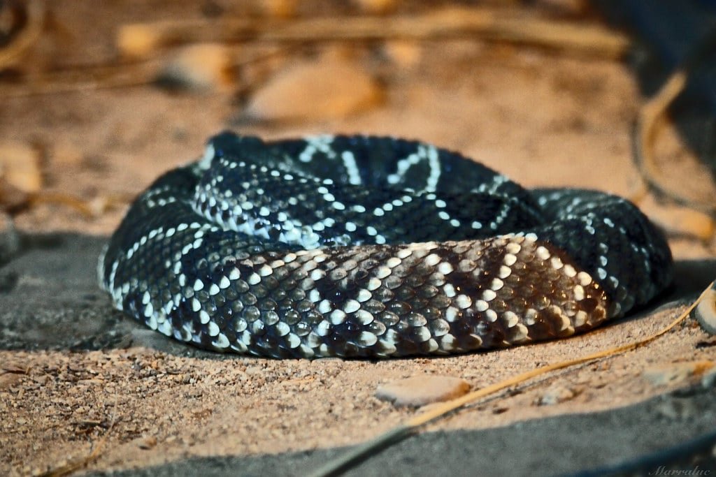 Possui um chocalho na cauda e o número de anéis no guizo revela a quantidade de trocas de pele da cobra. Seu veneno afeta o sistema circulatório.