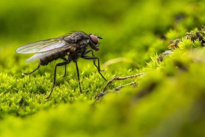 O ciclo de vida de uma mosca a por quatro estágios: ovo, larva, pupa e adulto. As fêmeas depositam seus ovos em matéria orgânica em decomposição, como lixo, fezes e restos de alimentos. 
