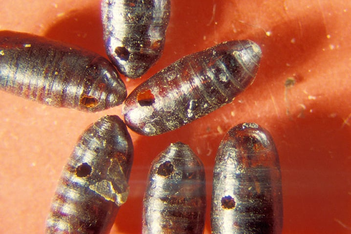 As larvas, também chamadas de vermes, se alimentam e crescem nesse ambiente, ando por várias mudas.