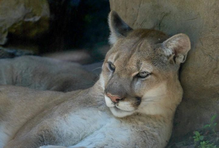 O puma é classificado como "Pouco Preocupante" pela Lista Vermelha da IUCN em termos globais, mas algumas populações estão ameaçadas por perda de habitat, caça e conflitos com humanos. 