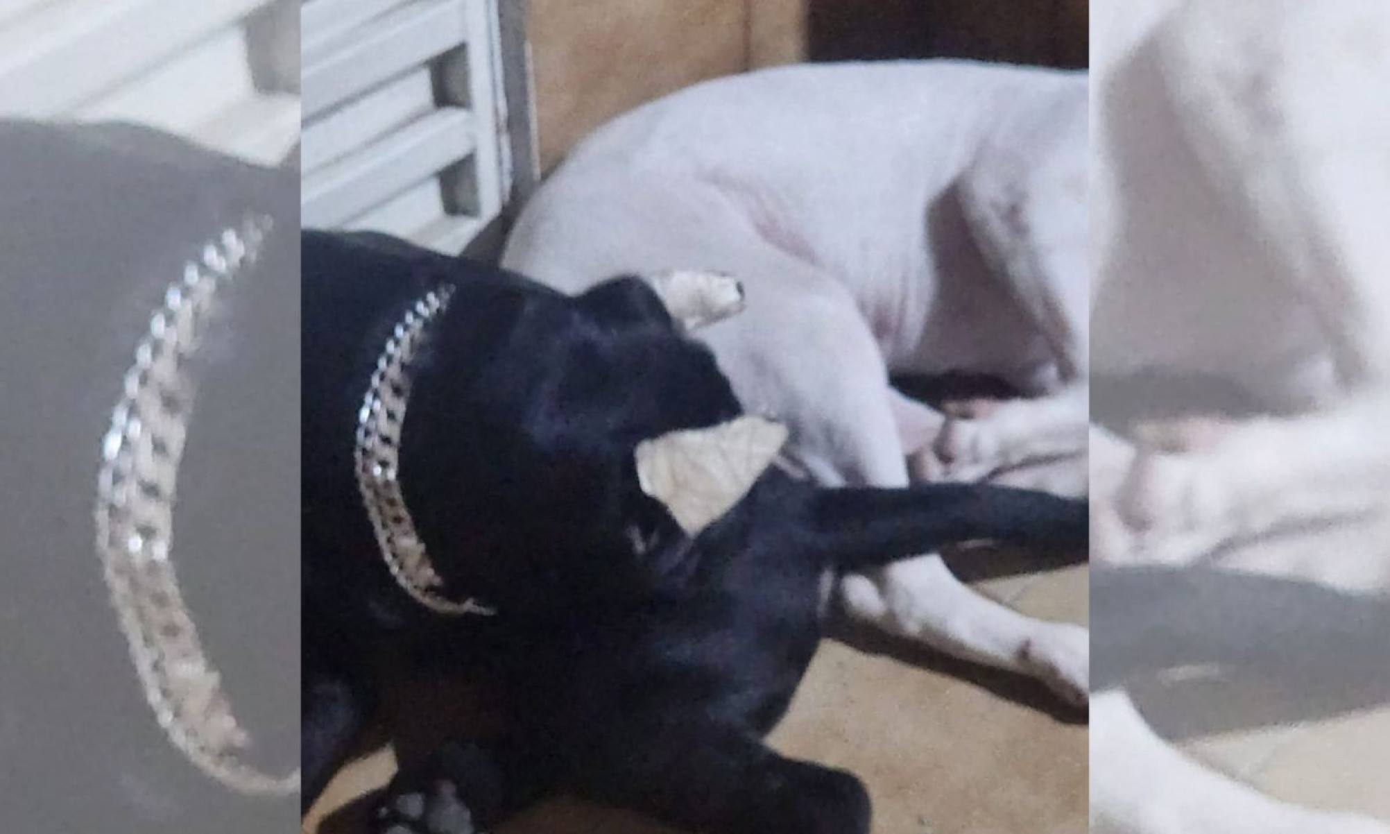 Os animais estavam com as orelhas cortadas-PMMG/Divulgação