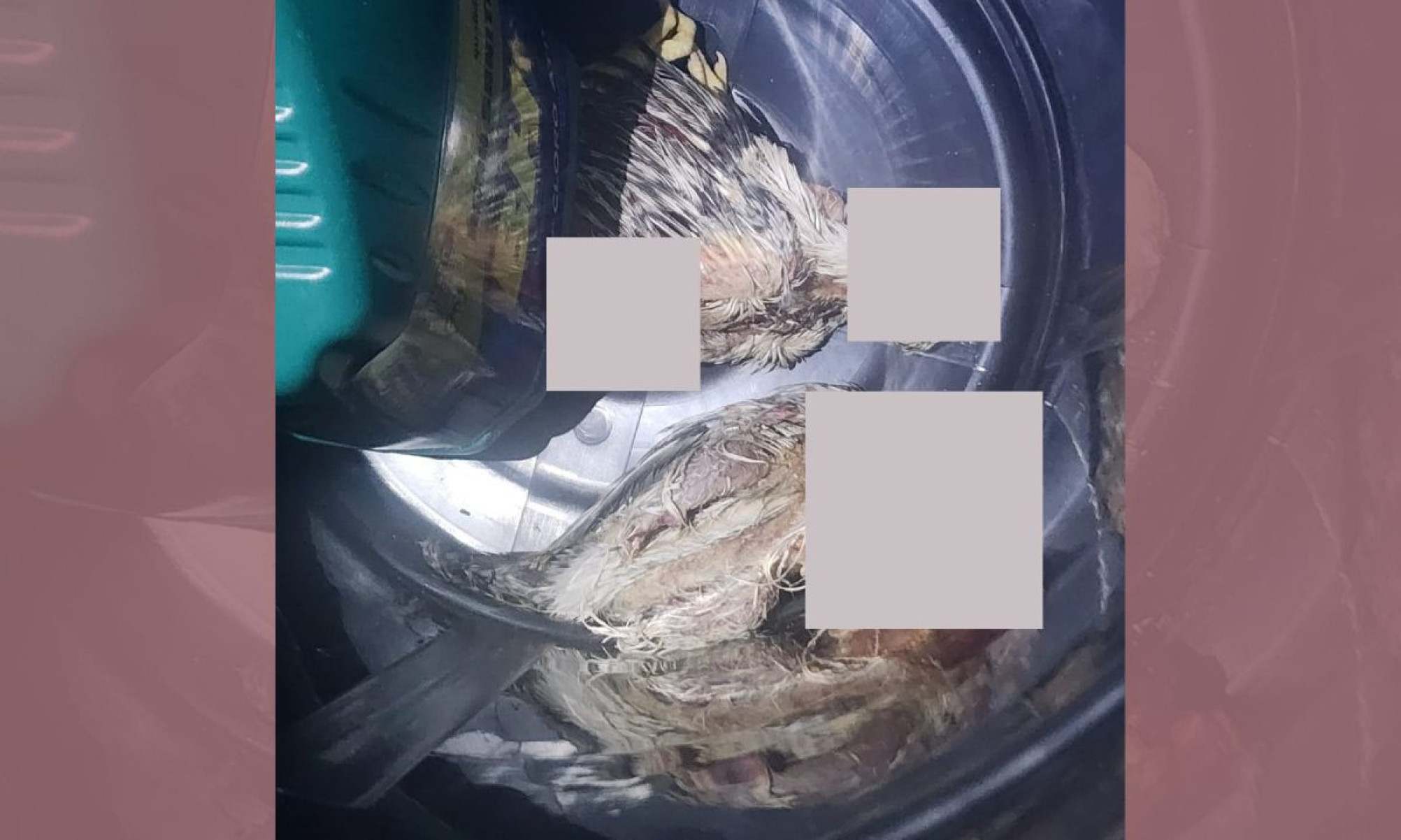 Os restos das galinhas foram encontradas em uma lixeira no quintal-PMMG/Divulgação