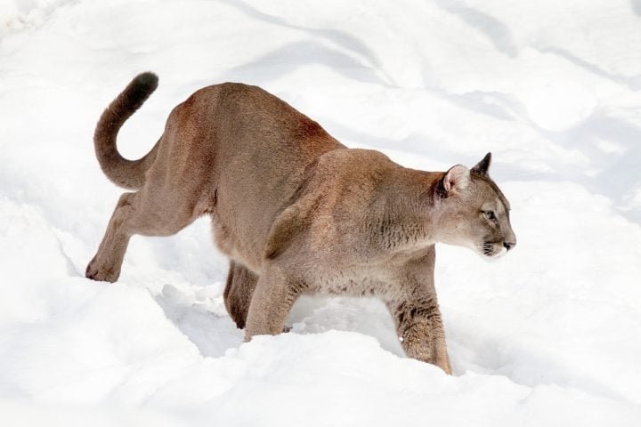 Seu habitat é vasto: vai desde o Canadá até o sul da Argentina e Chile, abrangendo florestas tropicais, montanhas, desertos e regiões frias.