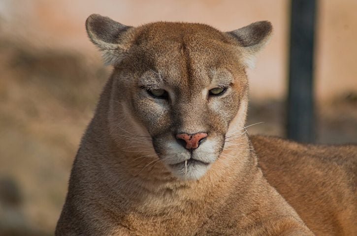 Apesar de ser amplamente distribuído, o puma enfrenta ameaças sérias no Brasil como desmatamento, perda de habitat e caça ilegal.