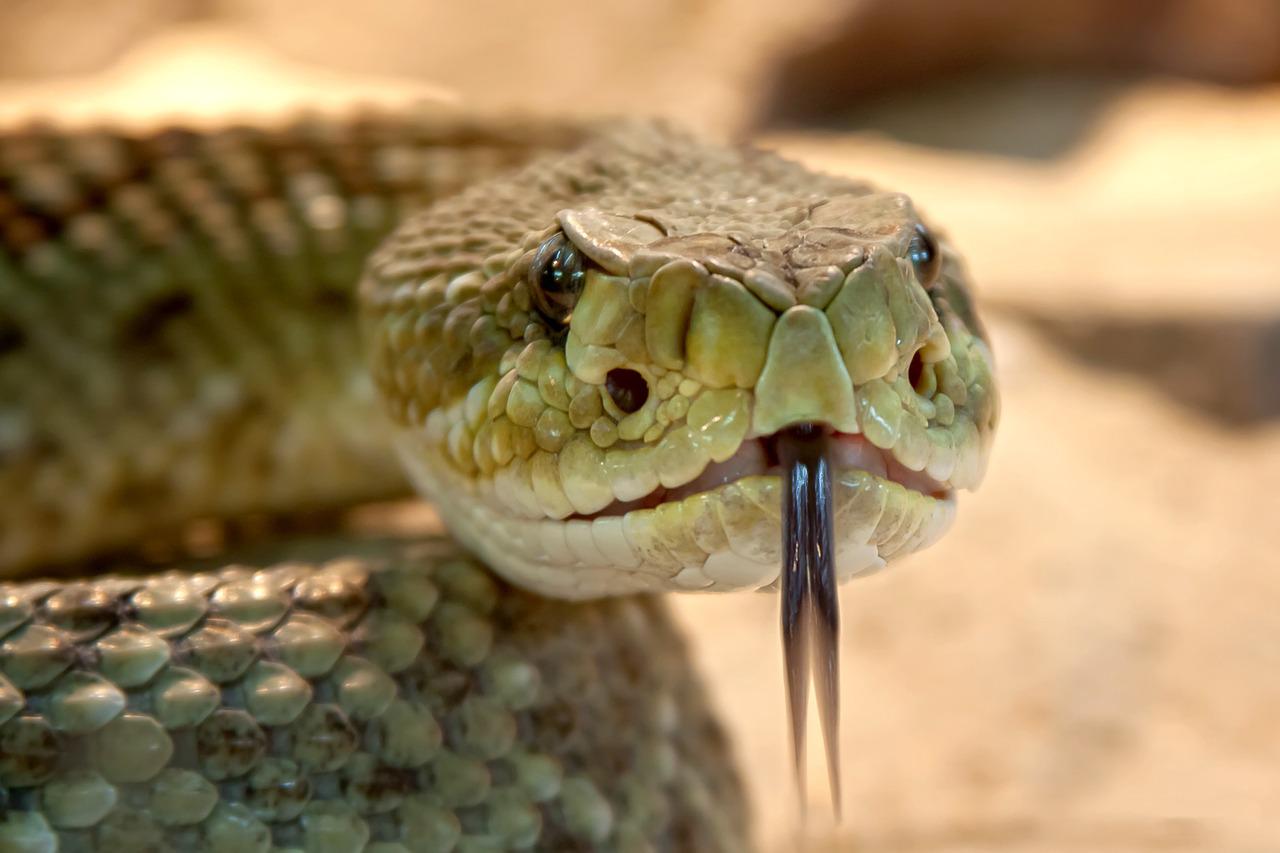 Conheça as cobras mais venenosas do planeta