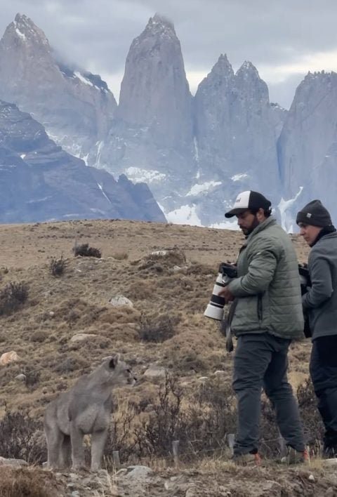 Enquanto tirava fotos, Marcello foi surpreendido com a chegada de uma fêmea chamada Escarcha, que ficou a menos de um metro de distância dele.