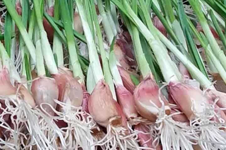 Tempero de mestre: alho dá sabor, tem nutrientes e ainda inspira crendices pelo mundo