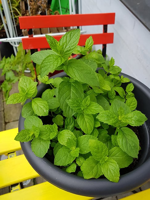 Mastigar folhas de hortelã ou fazer gargarejos com sua infusão pode ajudar a eliminar o mau hálito, devido ao seu forte aroma e propriedades antibacterianas.
