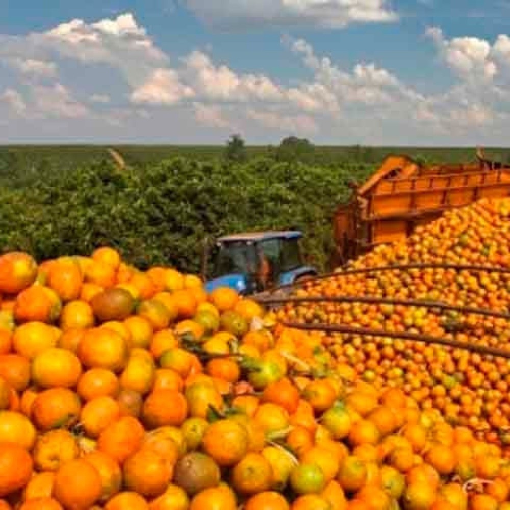 Safra 2025/2026: produção de laranja se recupera e café ensaia reação