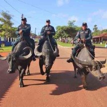 Policiamento em búfalos vira atração em arquipélago brasileiro - Divulgação/Ascom PM