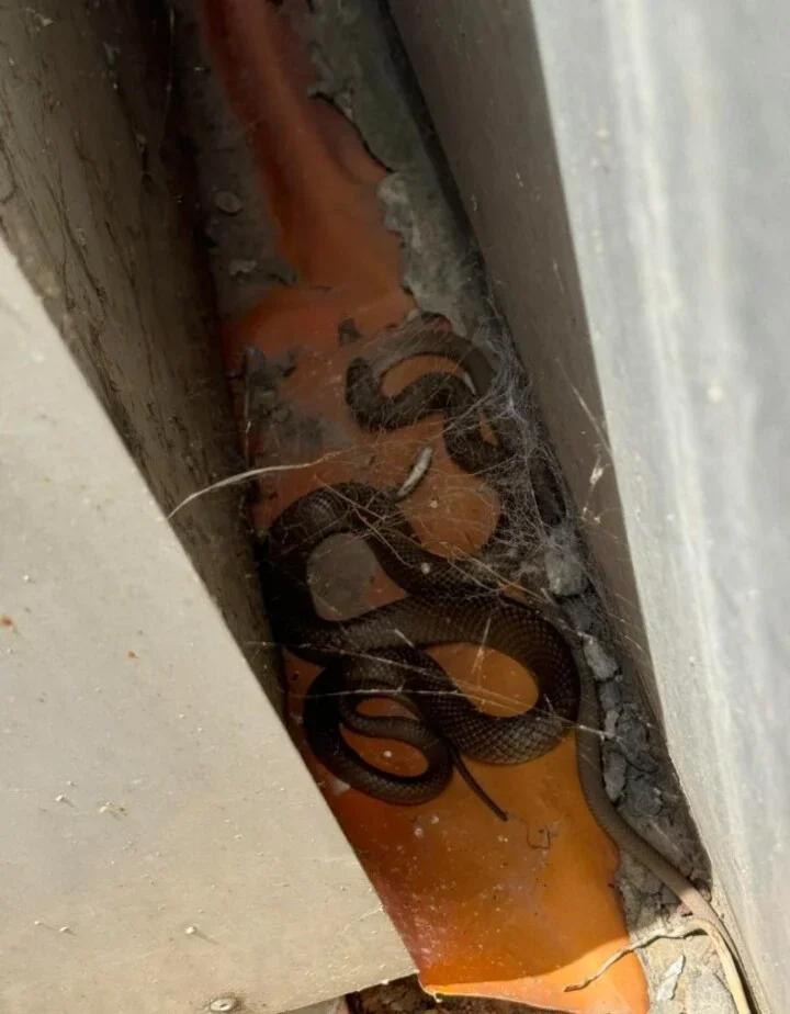 Veja um raro flagrante de canibalismo entre cobras-marrons; entenda - Reprodução/Facebook
