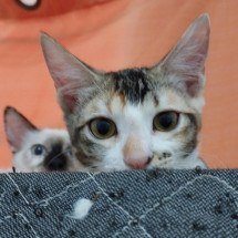 Pet novo em casa: filhotes saudáveis começam pela alimentação - Alessandra Pellegrino/Divulgação 