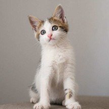 Pet pode trazer tanto bem-estar quanto casamento, amizade ou família - FreePik