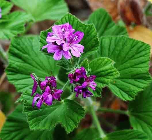 Mais do que isolamento, o local é um espaço de conexão com a natureza, simplicidade e uma comunidade que realmente cuida uns dos outros, segundo a visão de Kelly.