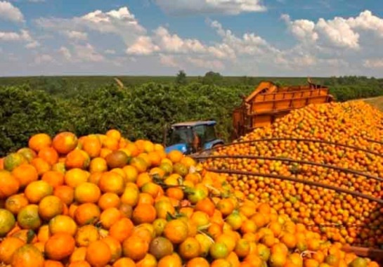 Safra 2025/2026: produção de laranja se recupera e café ensaia reação