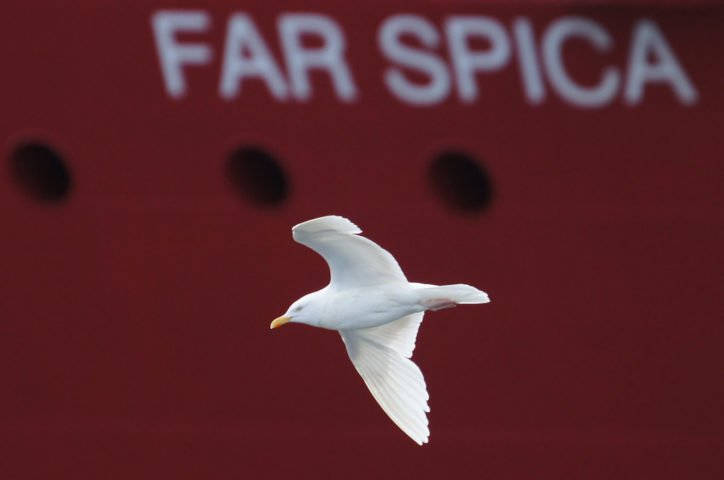 Em 2021, uma cena curiosa envolvendo uma gaivota "ladra" chamou a atenção e repercutiu na cidade de Aberdeen, no Reino Unido.
