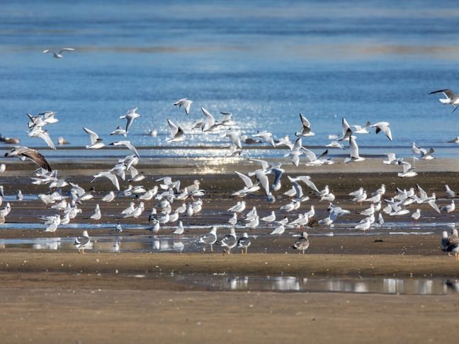 Essas aves desempenham um papel importante nos ecossistemas marinhos, ajudando a controlar populações de peixes e invertebrados e atuando como indicadores da saúde ambiental.