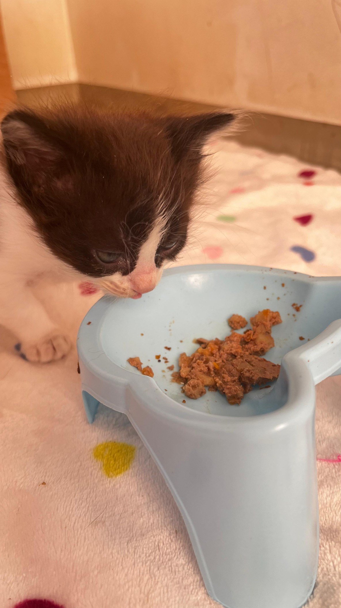 Gatinho come ração seca amolecida com água