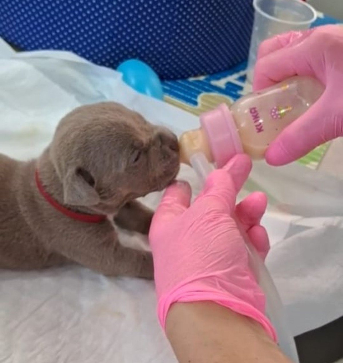 Recém-nascido mamando em mamadeira dada por veterinária 