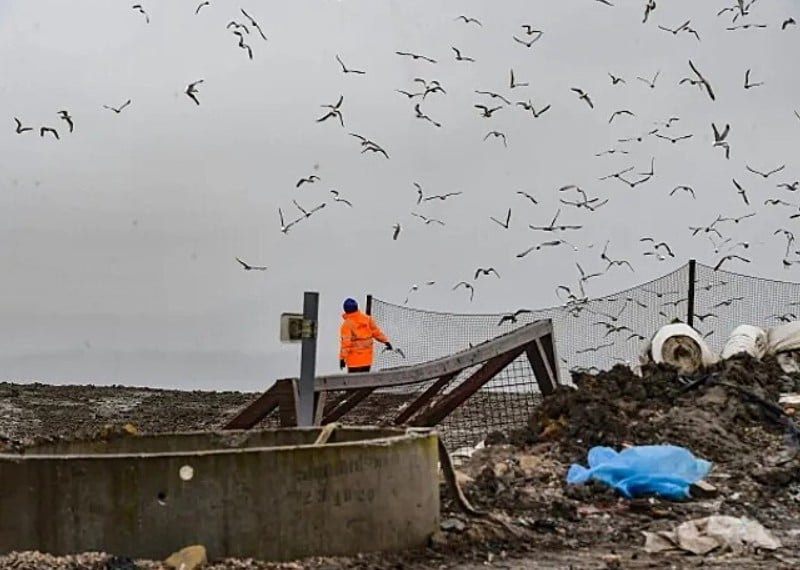 Gaivotas ‘invadem’ vila inglesa e deixam moradores confinados Gaivotas ‘invadem’ vila inglesa e deixam moradores confinados